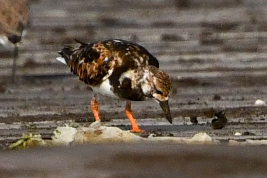 Ruddy Turnstone - Mohan Shenoy