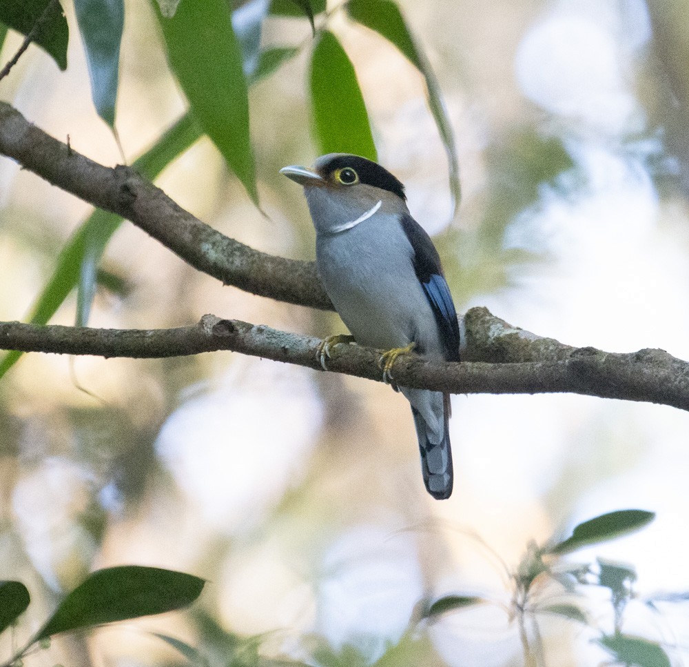 Silver-breasted Broadbill - Lindy Fung