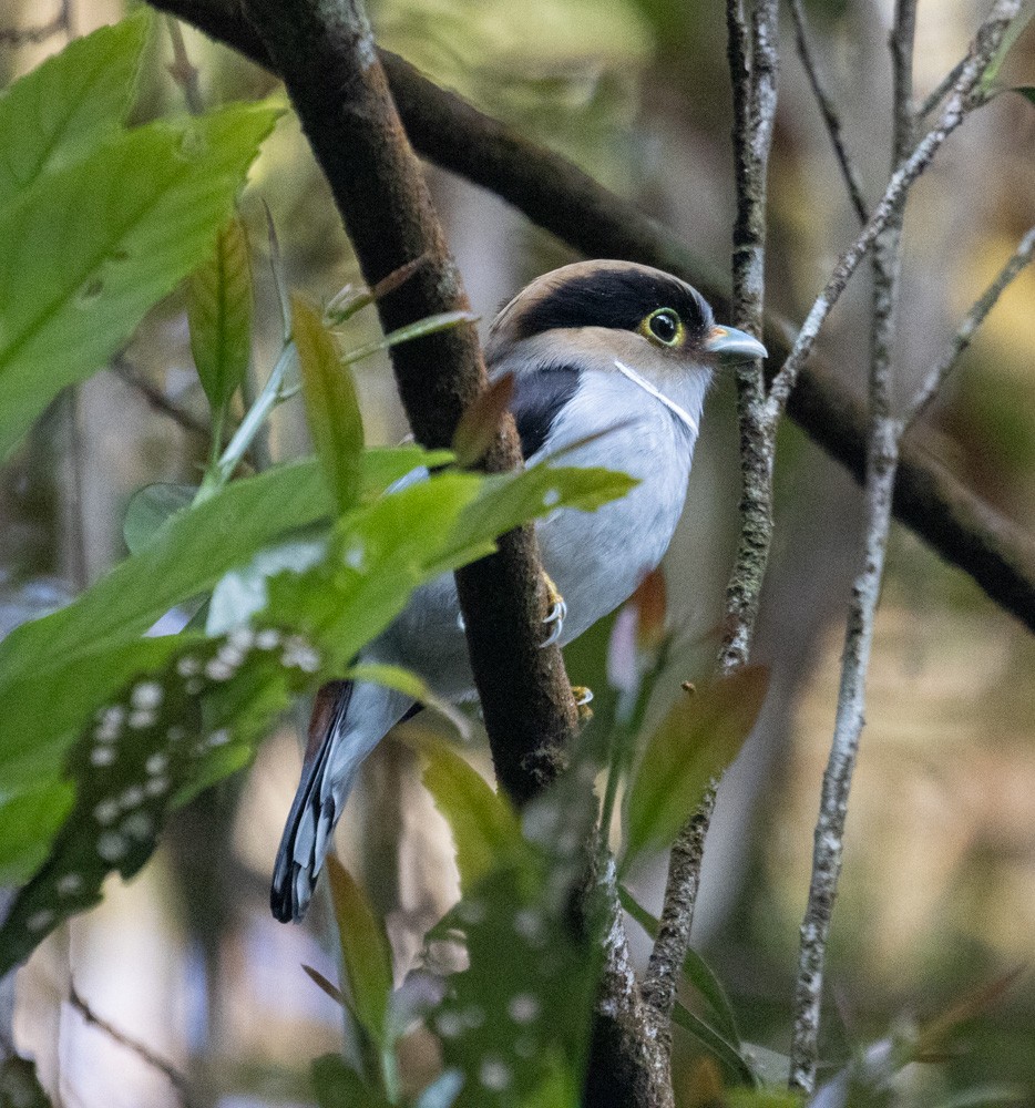 Silver-breasted Broadbill - Lindy Fung