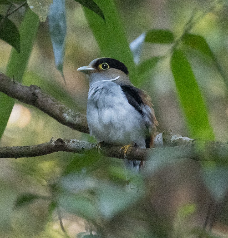 Silver-breasted Broadbill - Lindy Fung