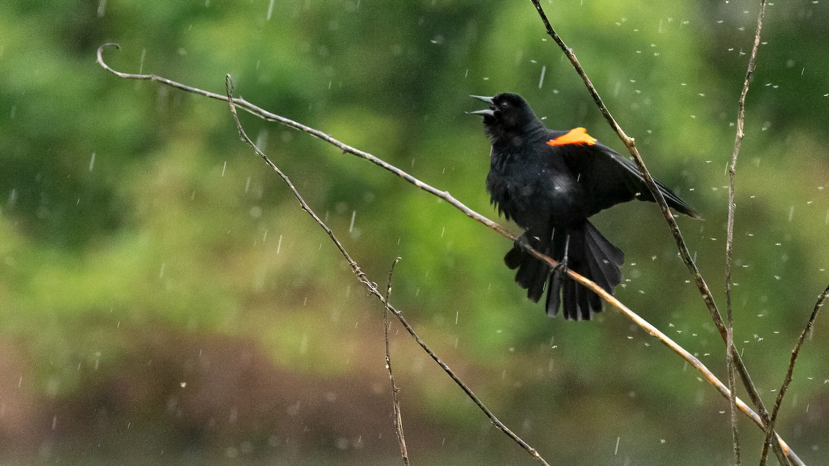 Red-winged Blackbird - Todd Kiraly