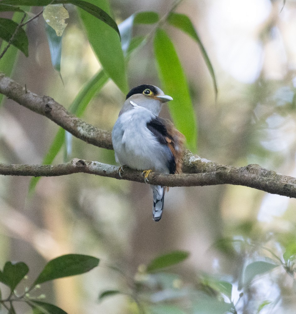 Silver-breasted Broadbill - Lindy Fung