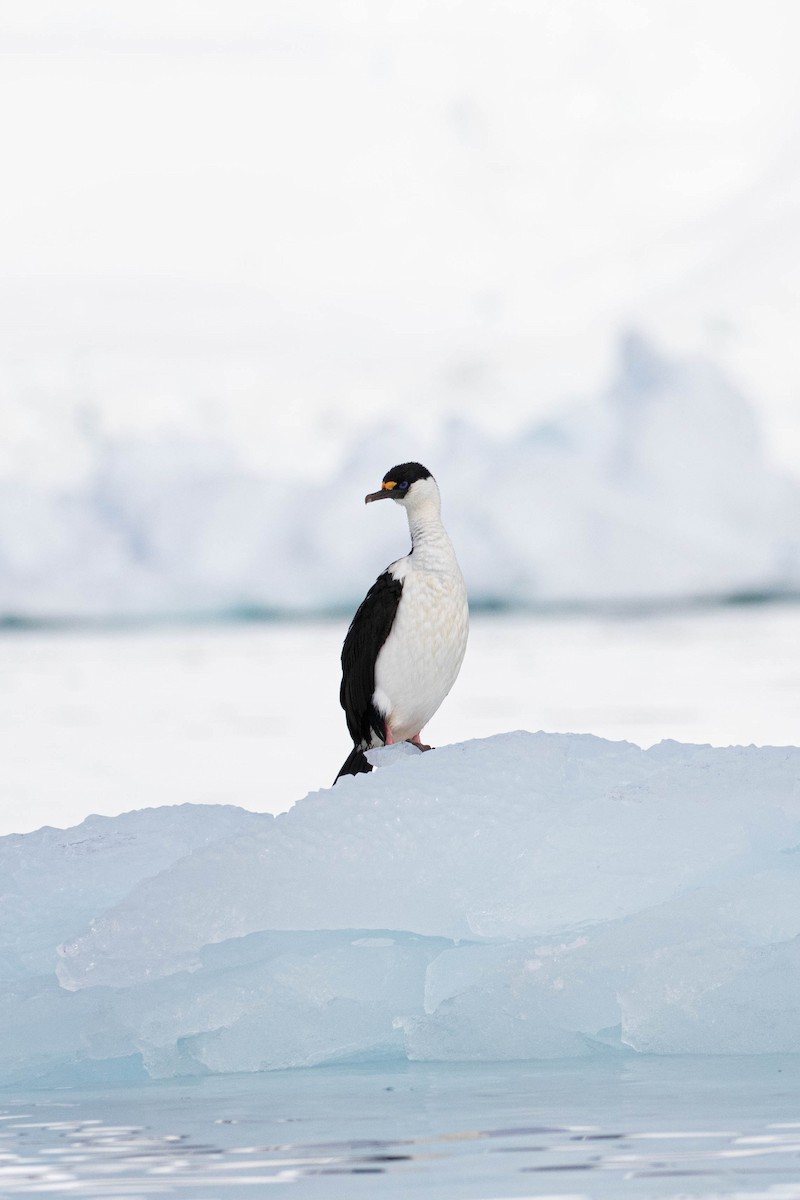 Antarctic Shag - ML619267523