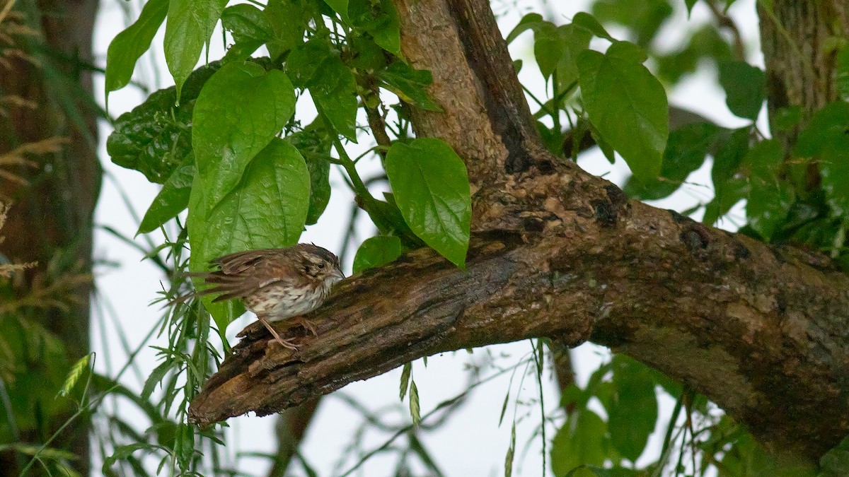 Song Sparrow - Todd Kiraly