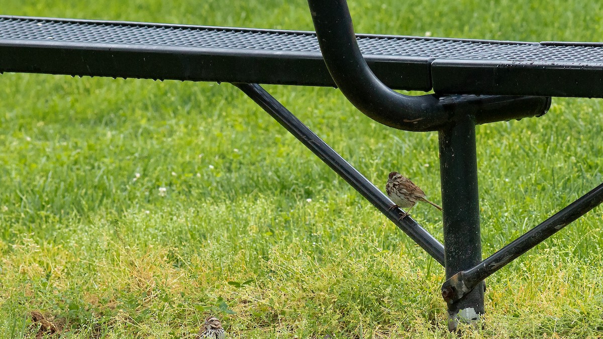 Song Sparrow - Todd Kiraly