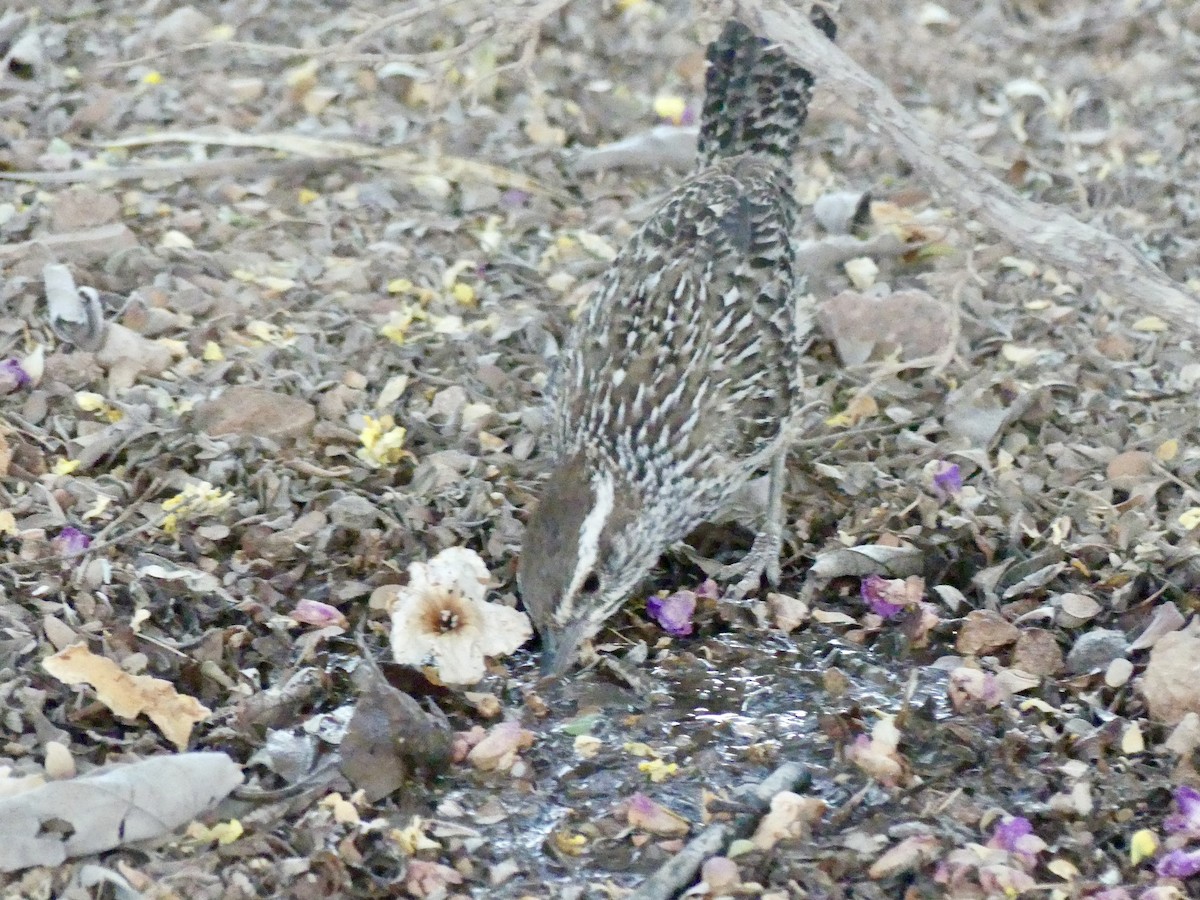 Cactus Wren - ML619267540