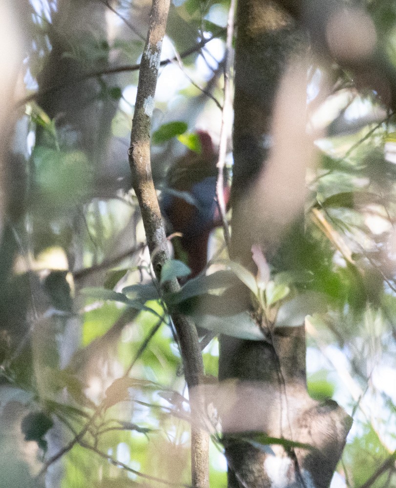 Red-headed Trogon - Lindy Fung