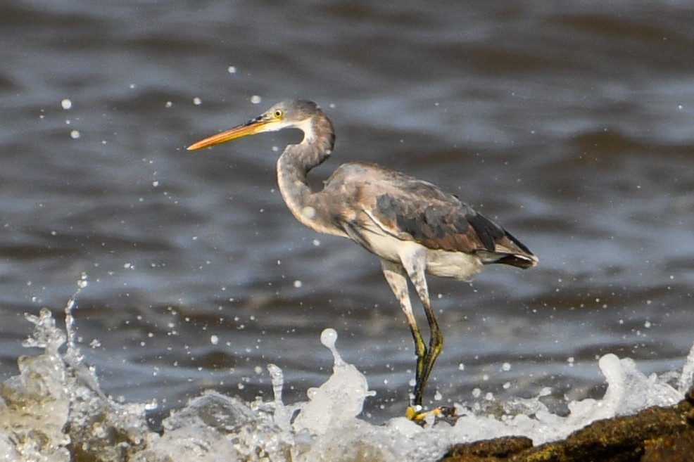 Western Reef-Heron - Mohan Shenoy