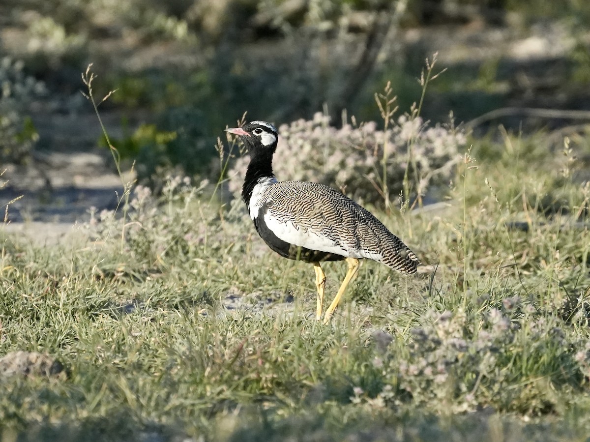 White-quilled Bustard - ML619267560