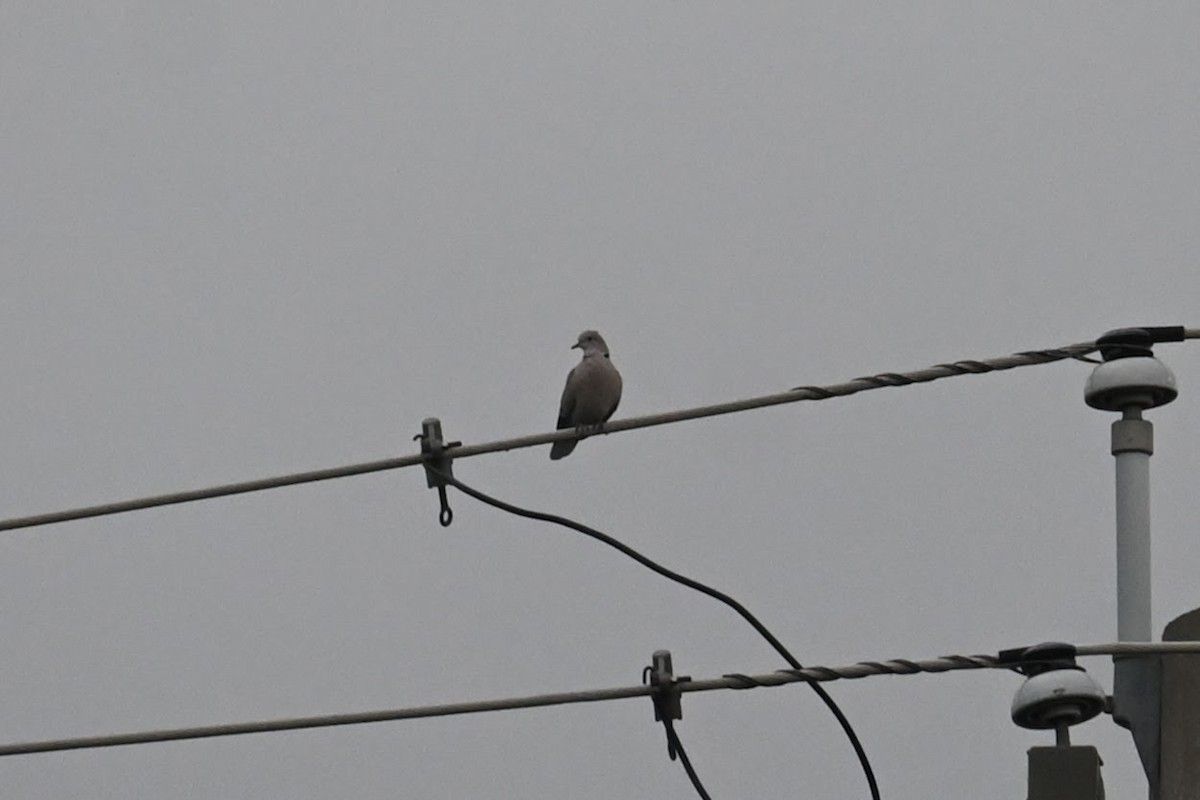 Eurasian Collared-Dove - Skylar Carson-Reynolds