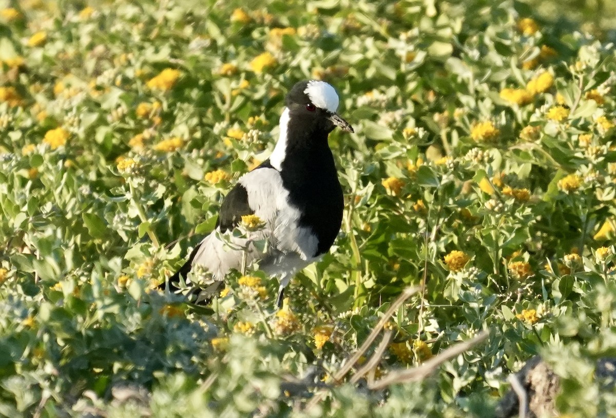 Blacksmith Lapwing - Anthony Schlencker