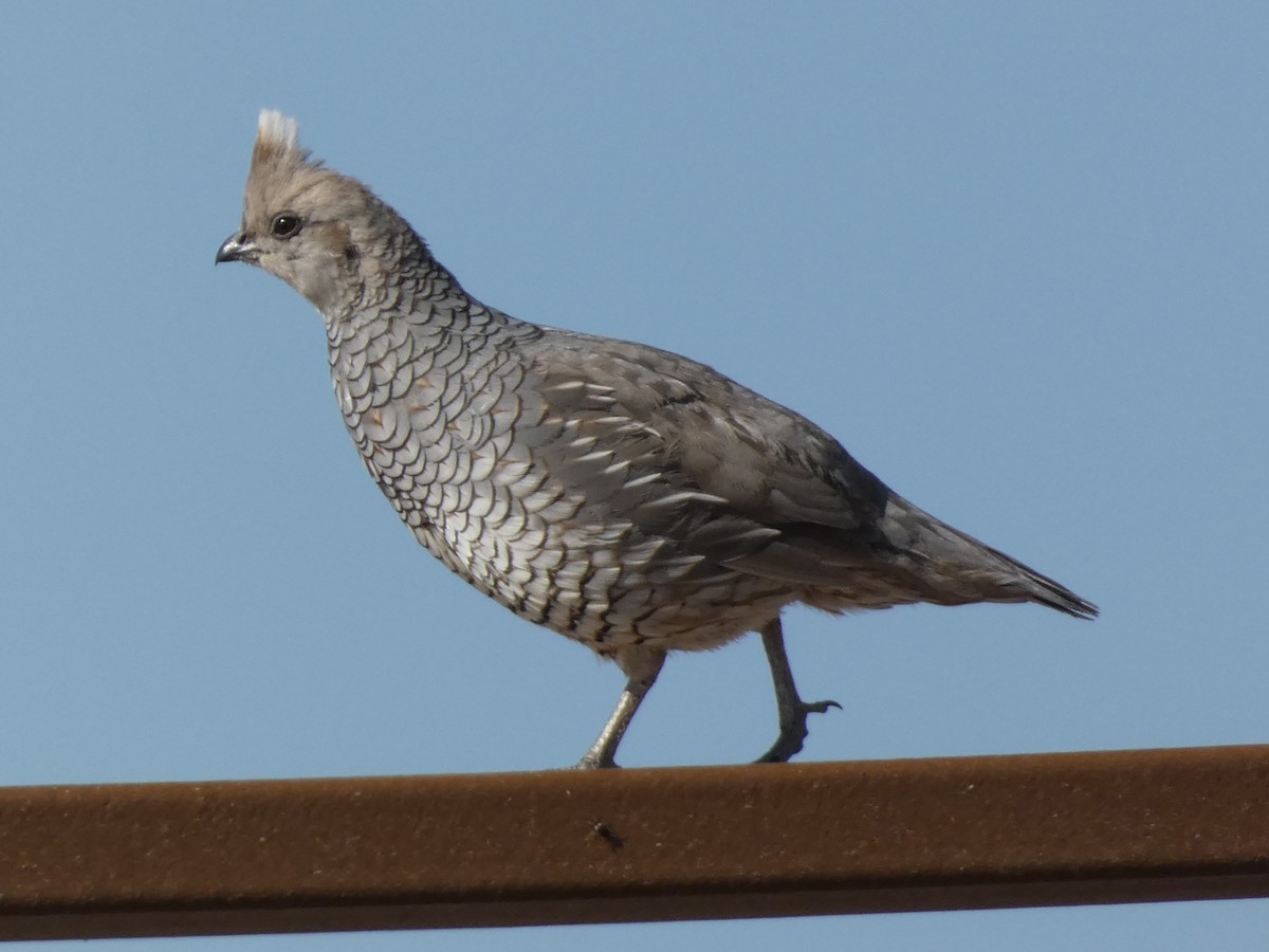 Scaled Quail - Steven C and Emily B