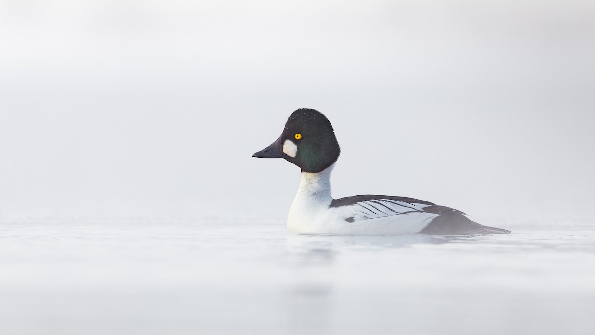 鵲鴨 - ML619267597