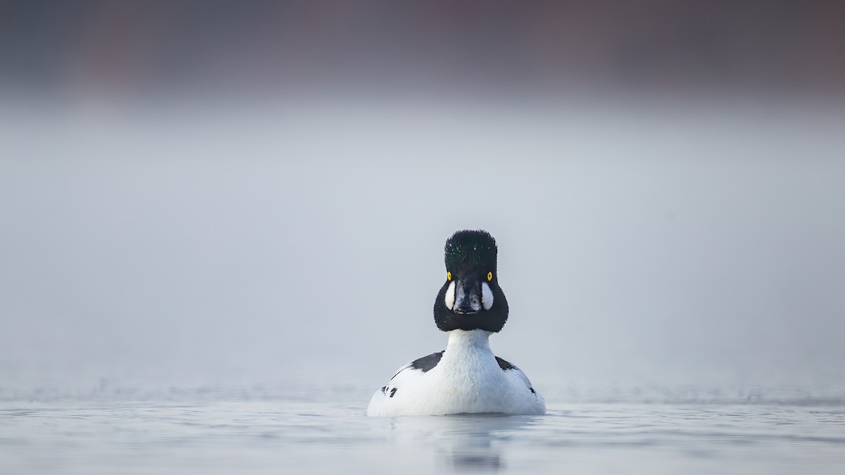 鵲鴨 - ML619267598