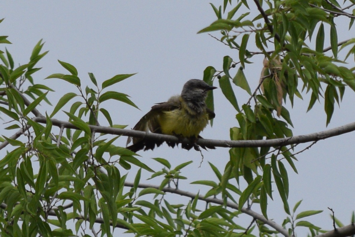 Western Kingbird - ML619267600