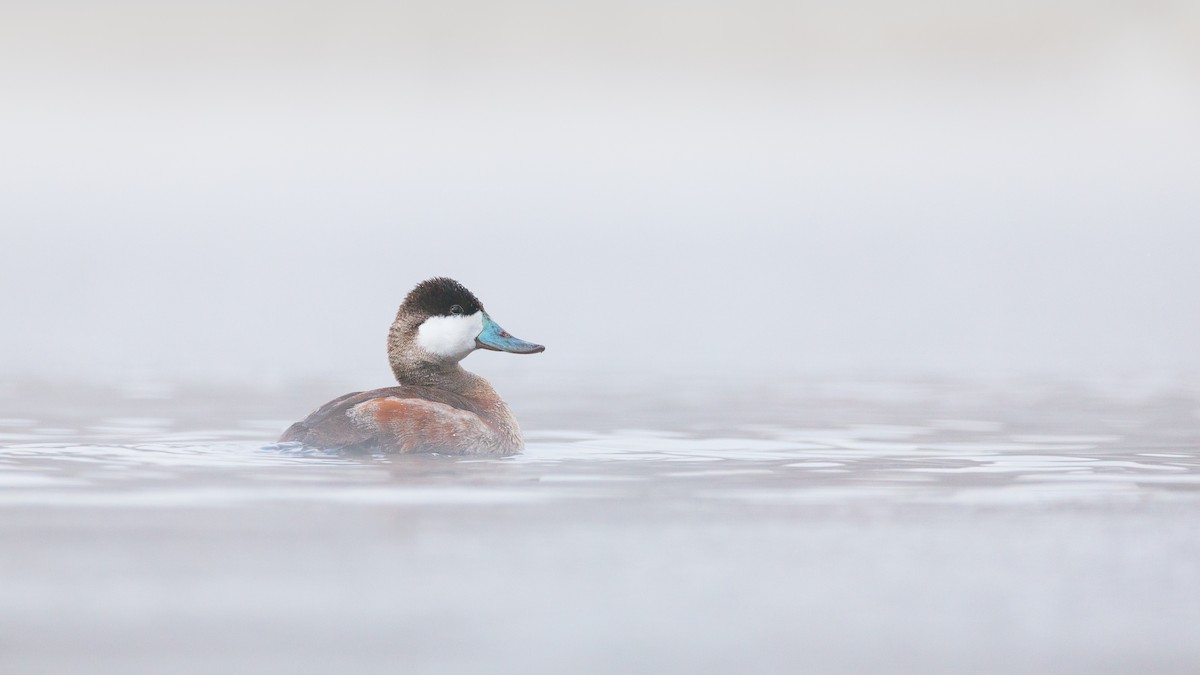 Ruddy Duck - ML619267602