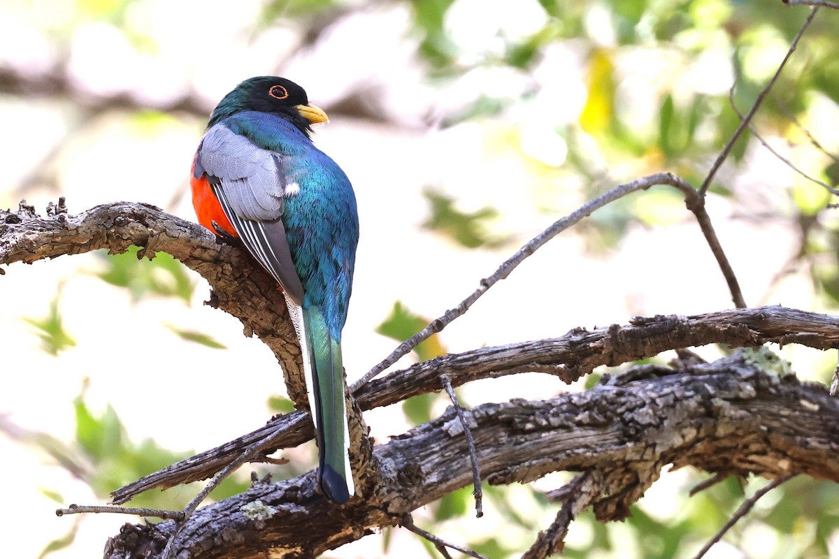 Elegant Trogon - JOEL STEPHENS