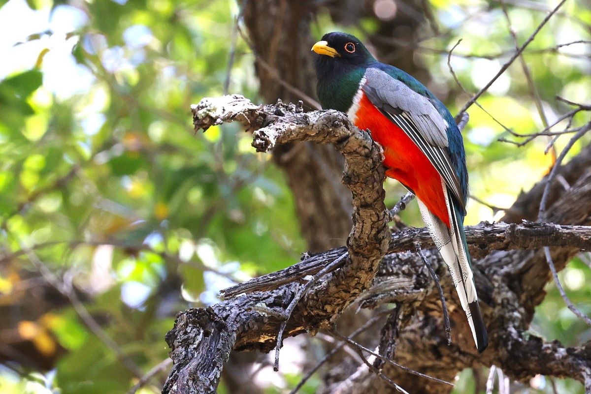 Elegant Trogon - JOEL STEPHENS