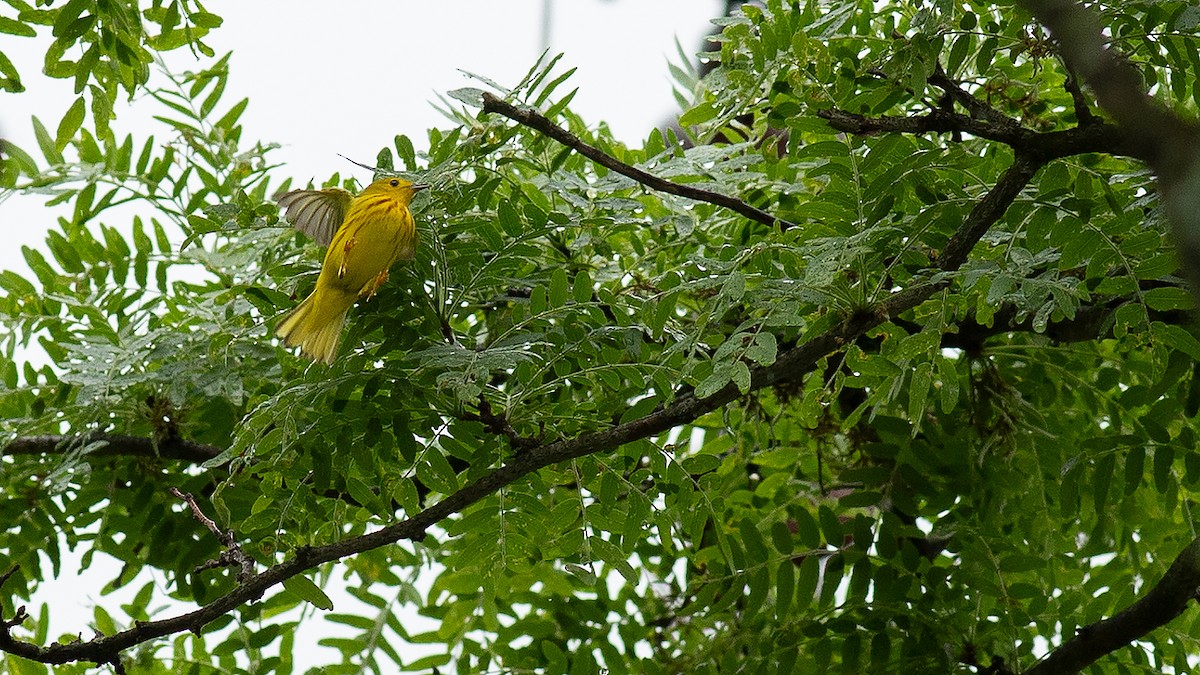 Yellow Warbler - Todd Kiraly