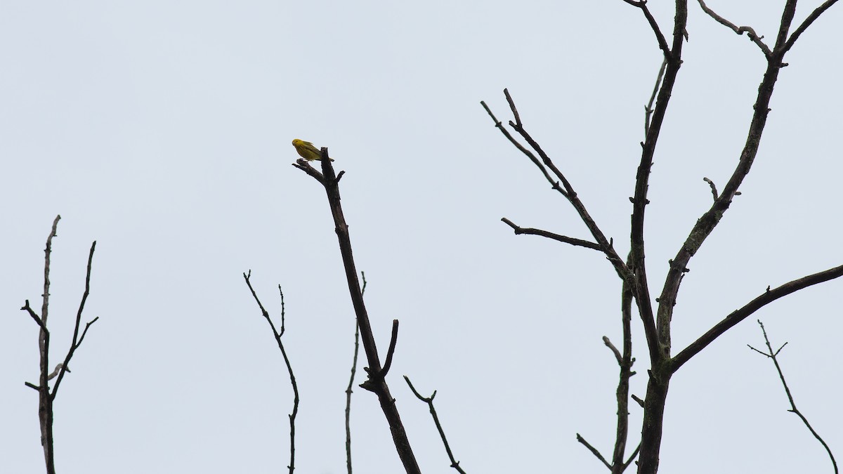 Yellow Warbler - Todd Kiraly