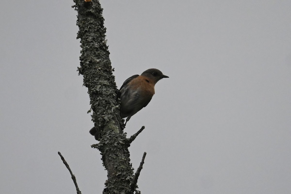 Eastern Bluebird - Skylar Carson-Reynolds