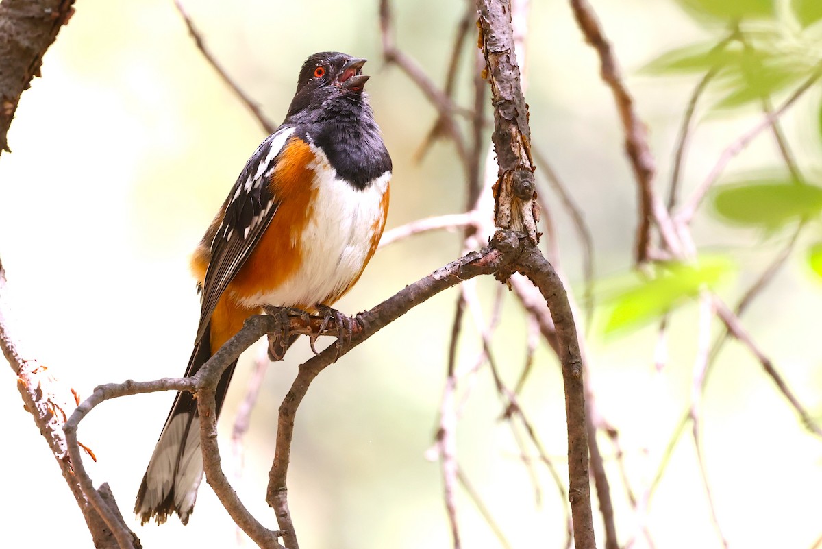 Spotted Towhee - JOEL STEPHENS