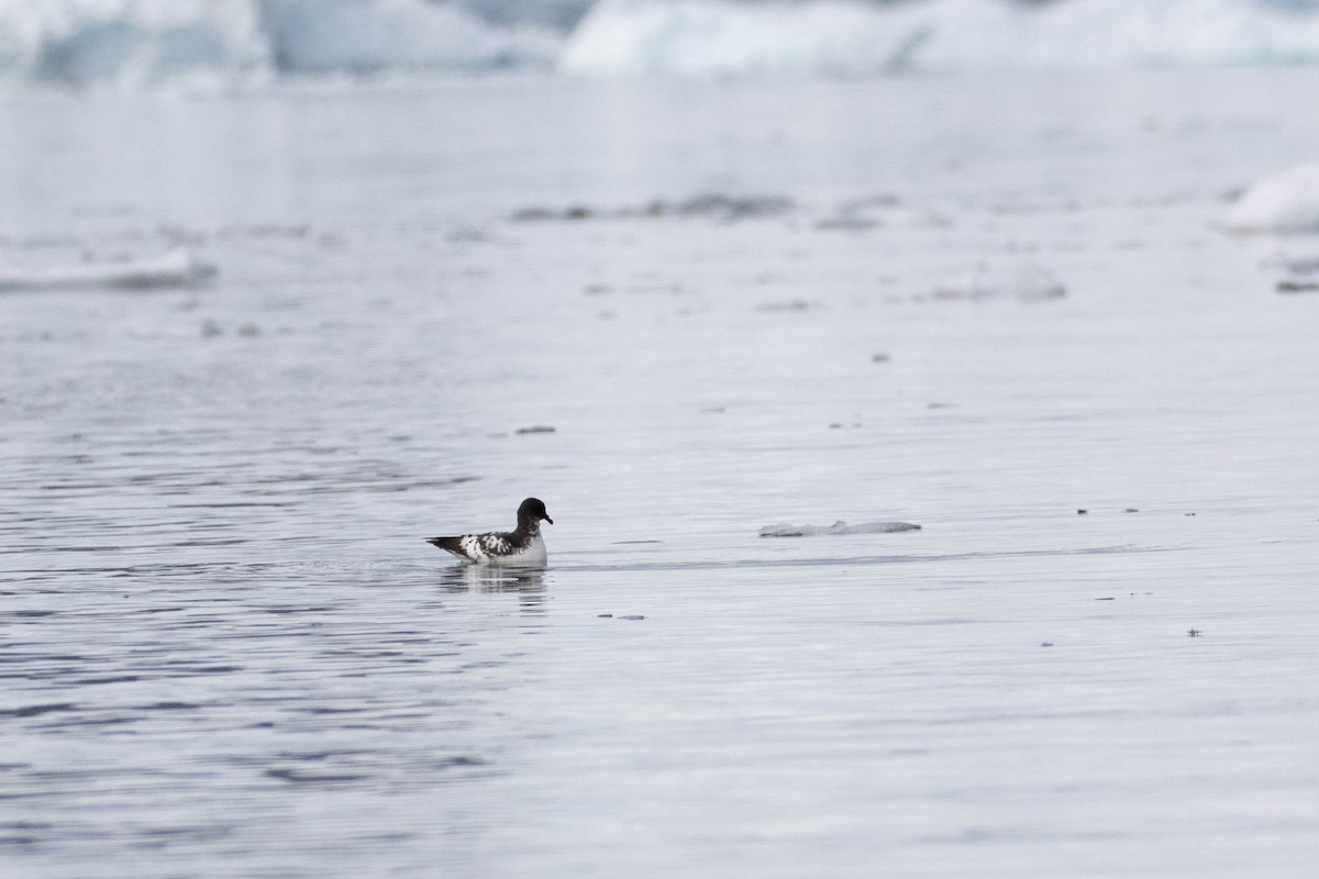 Cape Petrel - Denis Corbeil