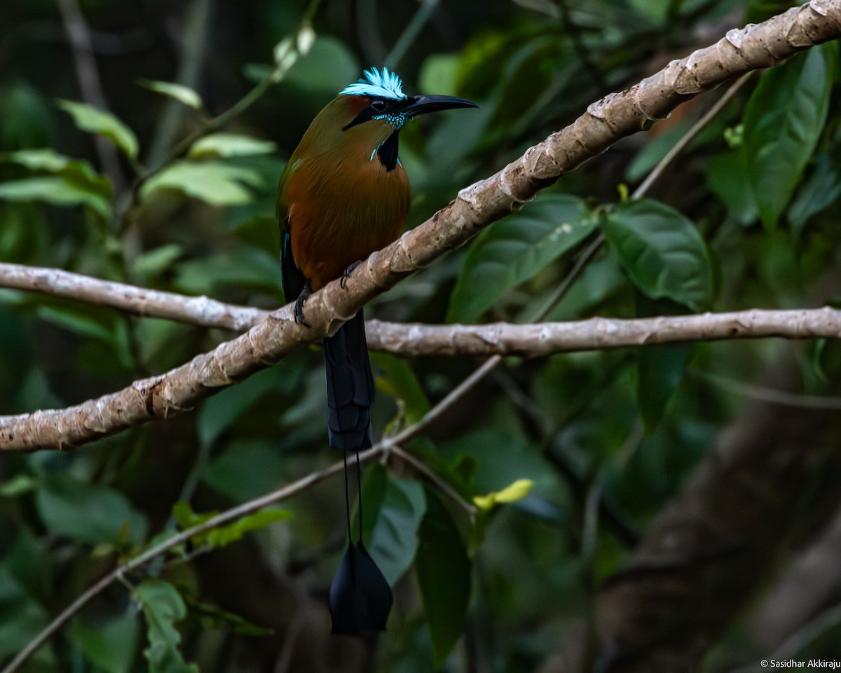 Turquoise-browed Motmot - Sasi Akkiraju