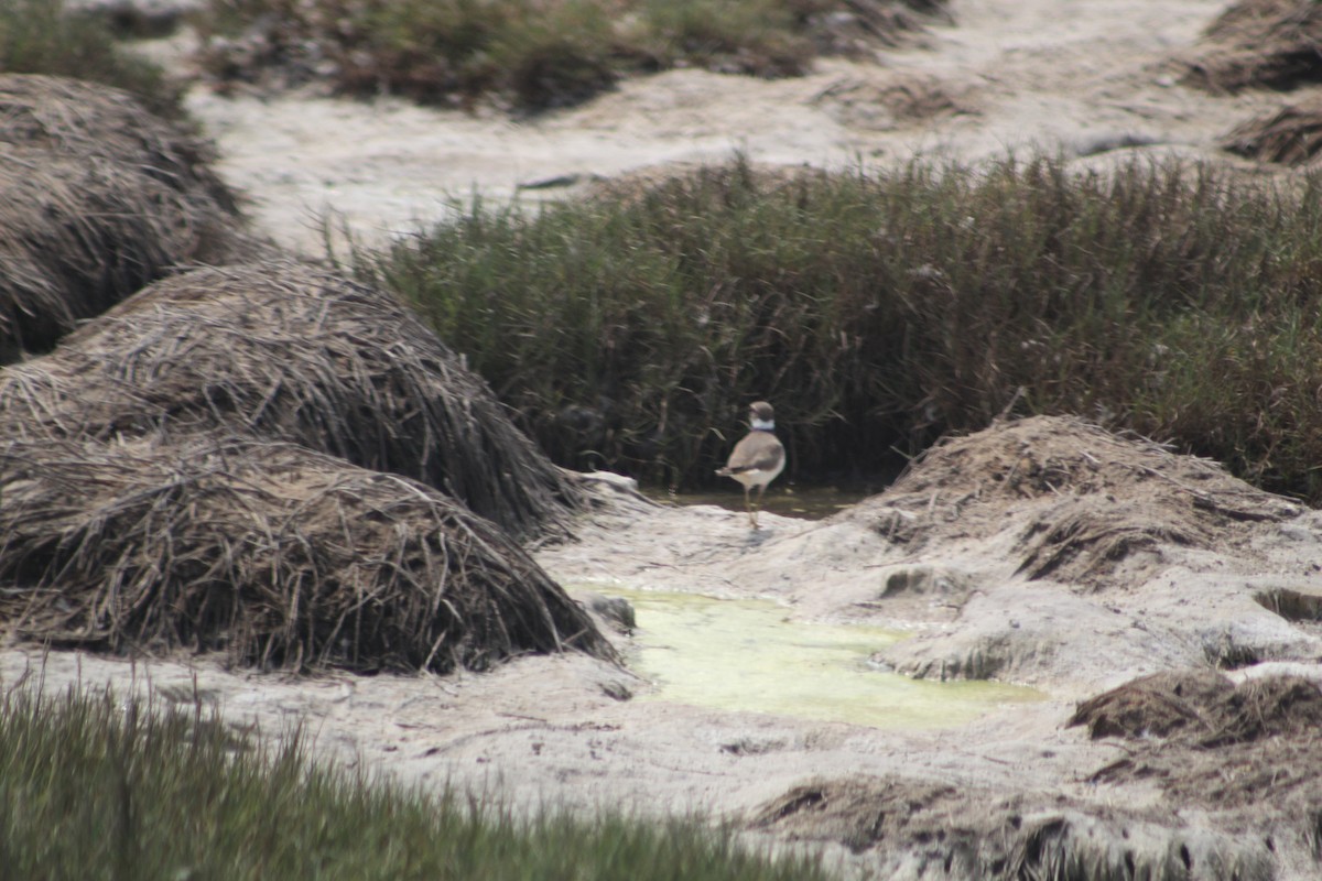 Killdeer - ML619267661