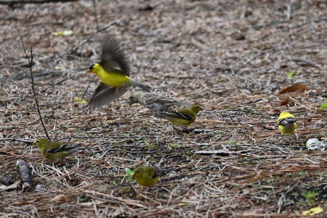 American Goldfinch - Skylar Carson-Reynolds