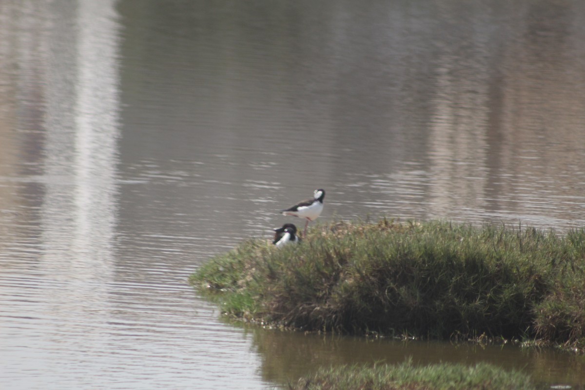 Black-necked Stilt - ML619267672