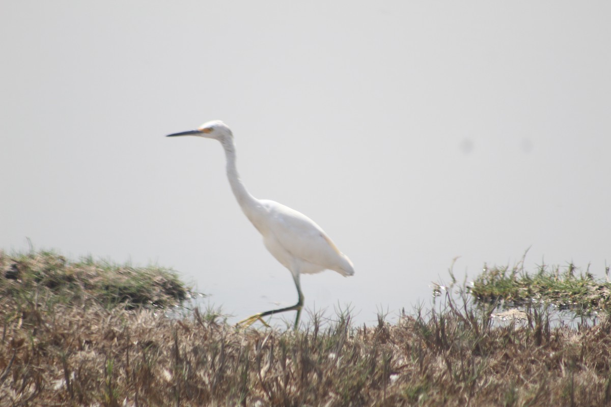 Snowy Egret - ML619267684
