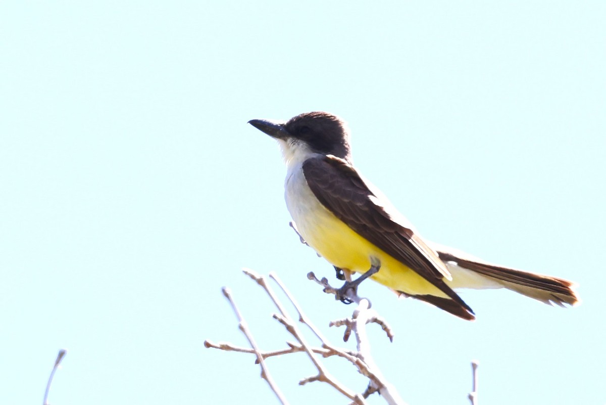 Thick-billed Kingbird - JOEL STEPHENS