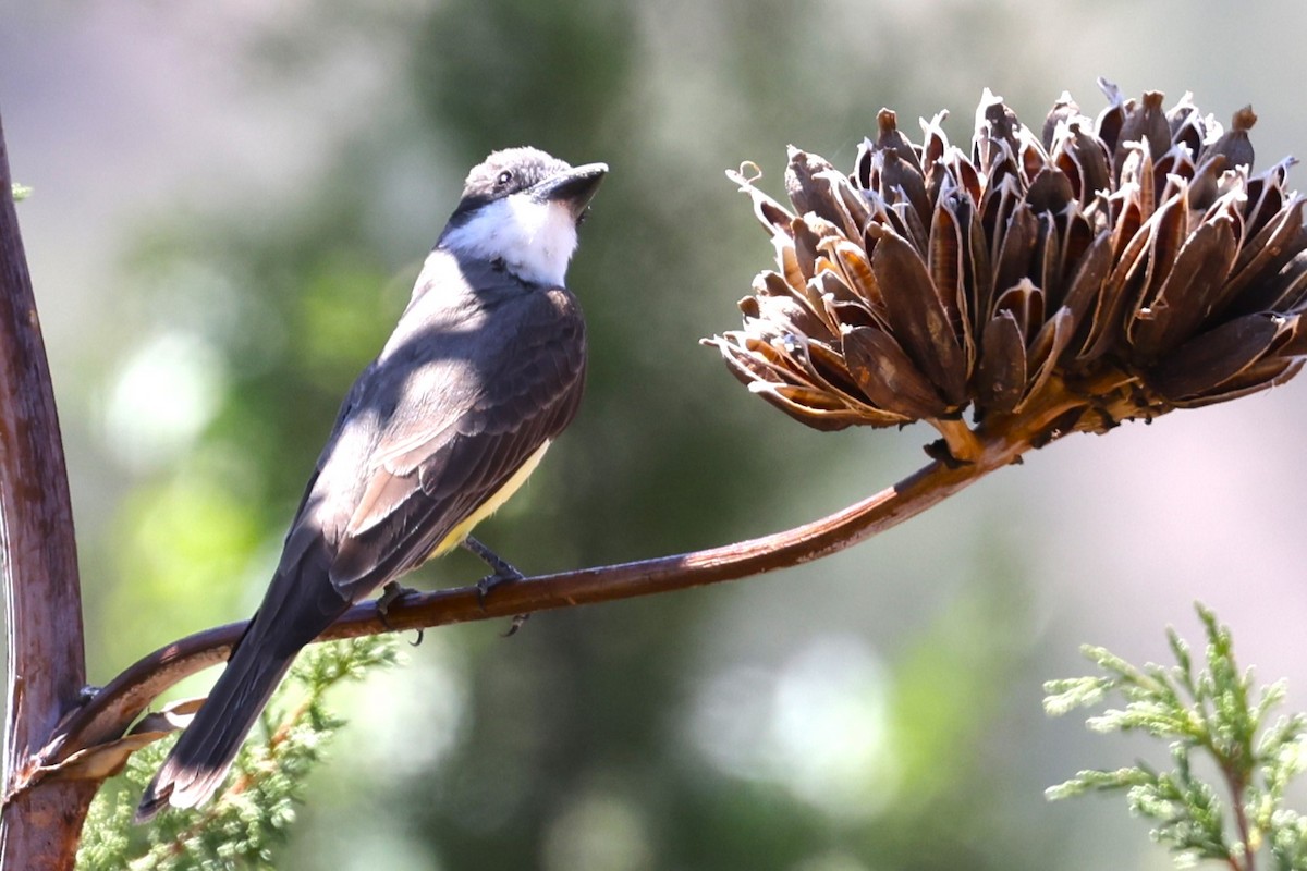 Thick-billed Kingbird - JOEL STEPHENS