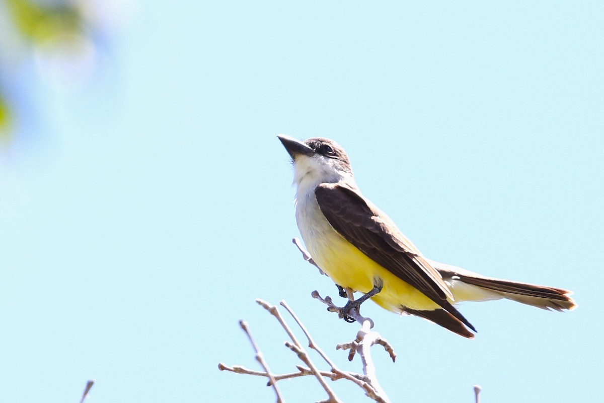 Thick-billed Kingbird - JOEL STEPHENS