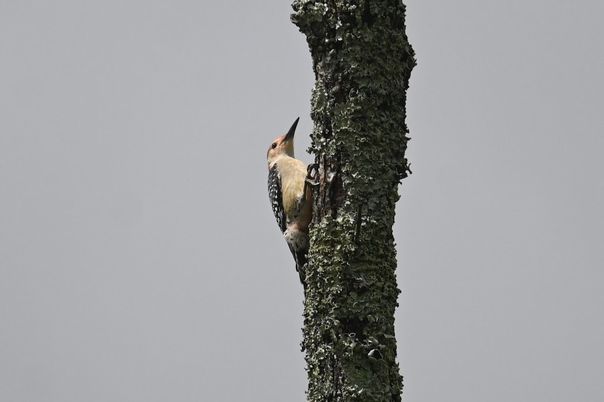 Red-bellied Woodpecker - Skylar Carson-Reynolds