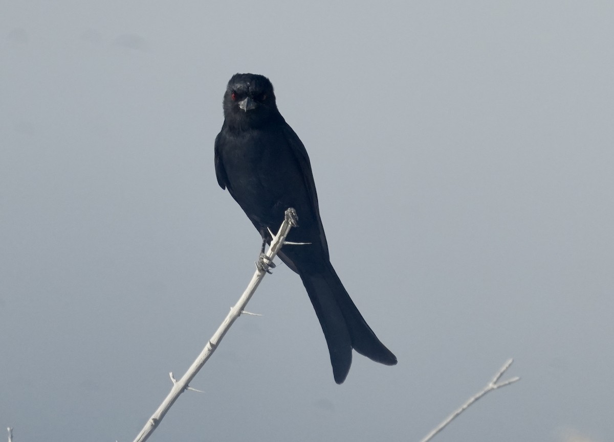 Çatal Kuyruklu Drongo - ML619267696