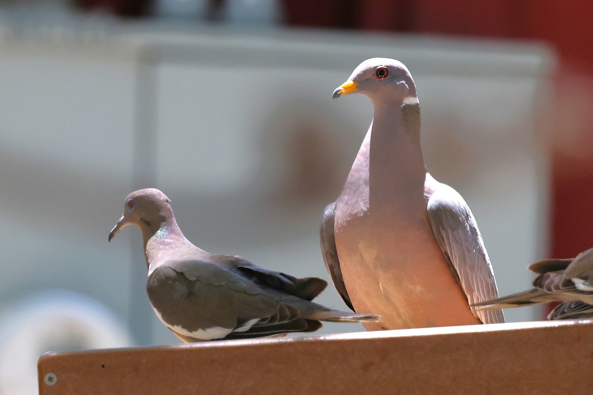 Band-tailed Pigeon - JOEL STEPHENS