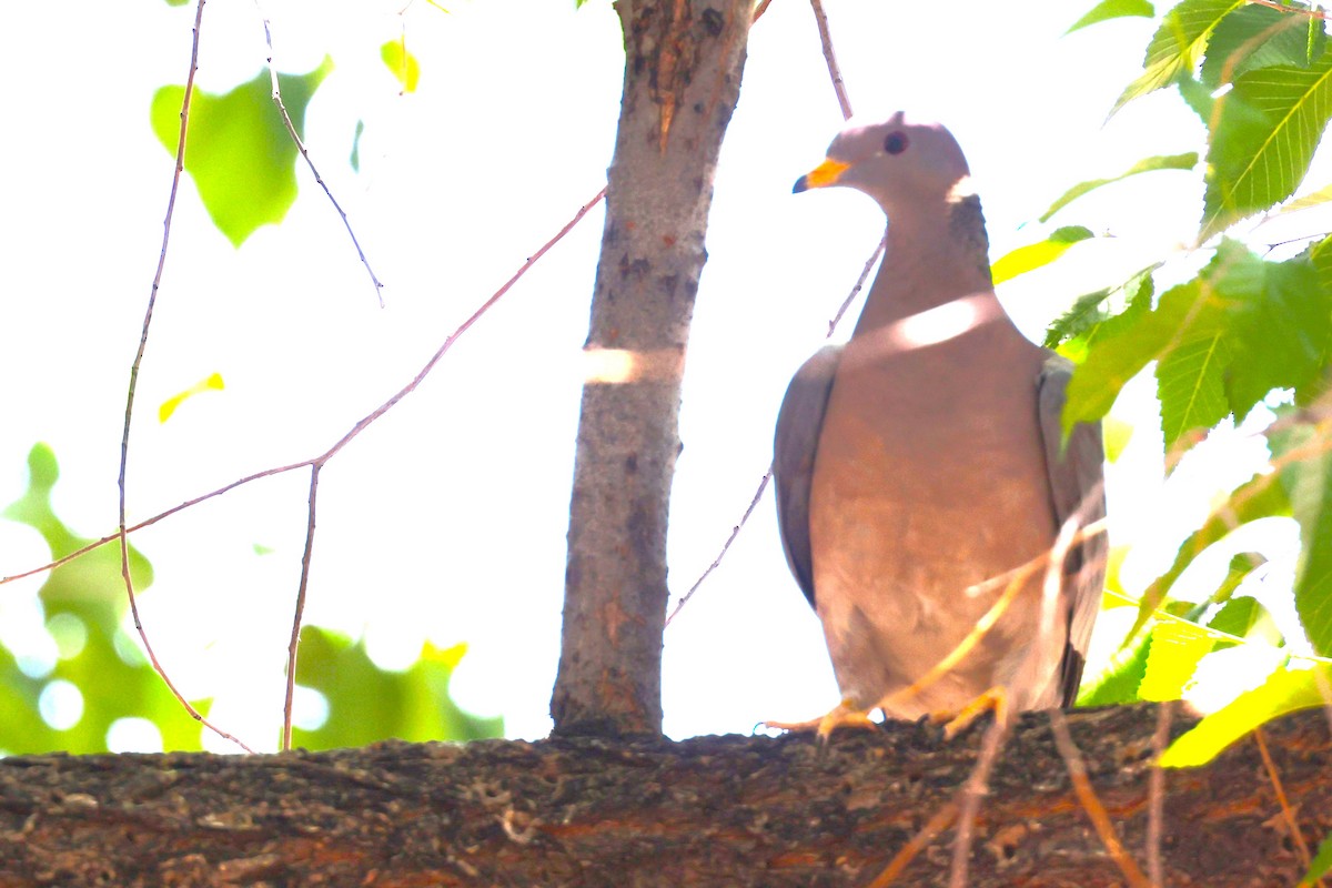 Band-tailed Pigeon - JOEL STEPHENS
