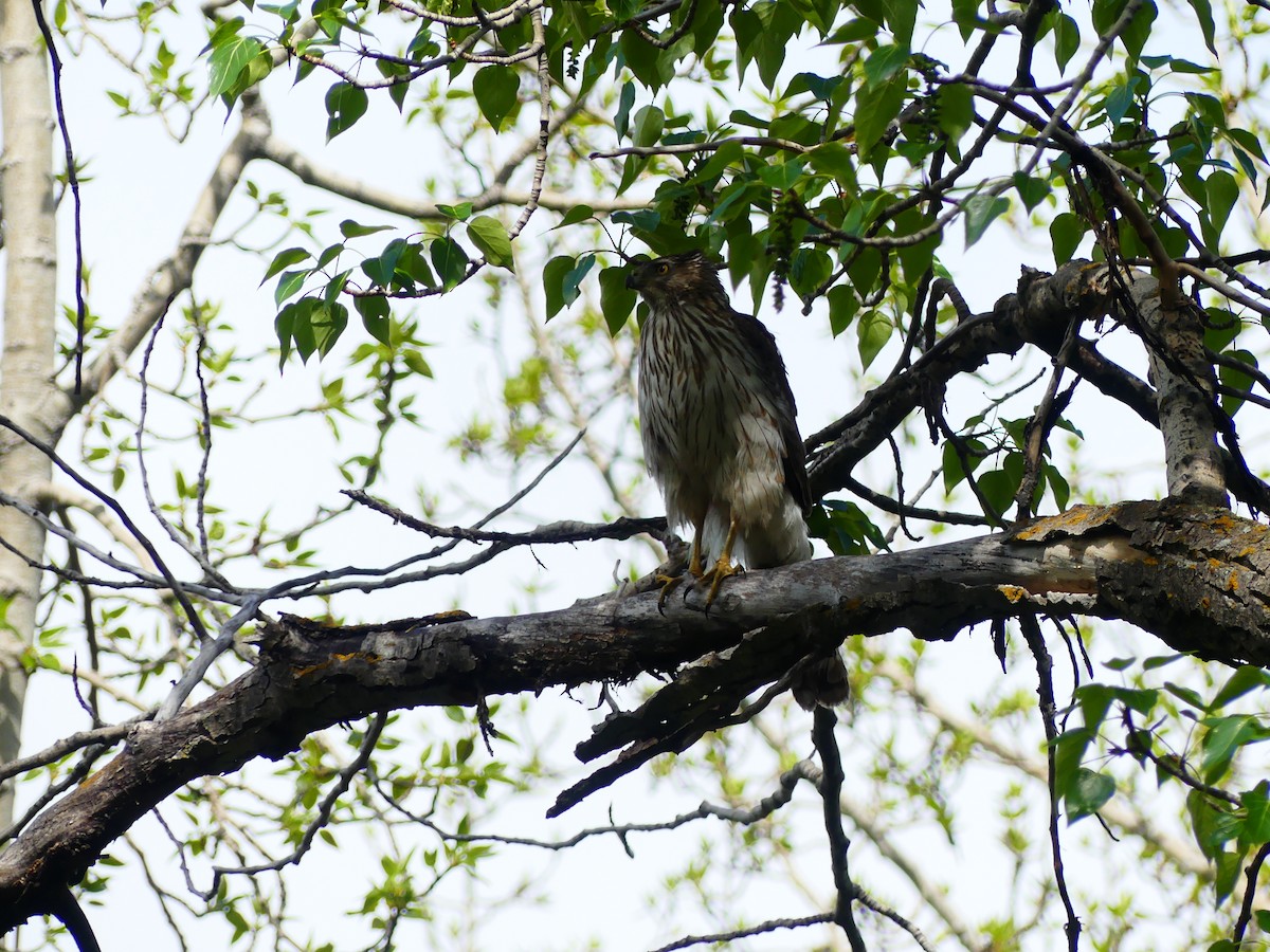 Cooper's Hawk - Sebastian Din