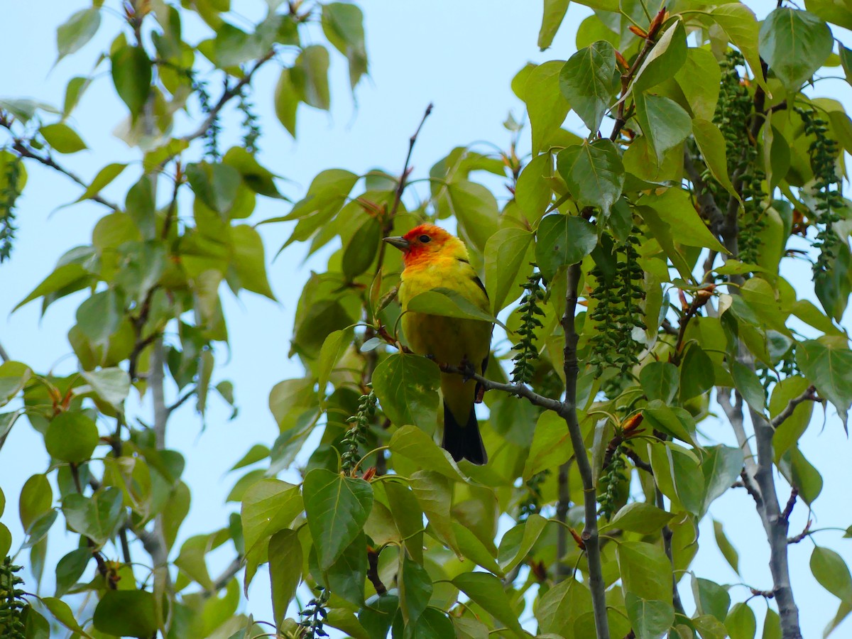 Western Tanager - ML619267740