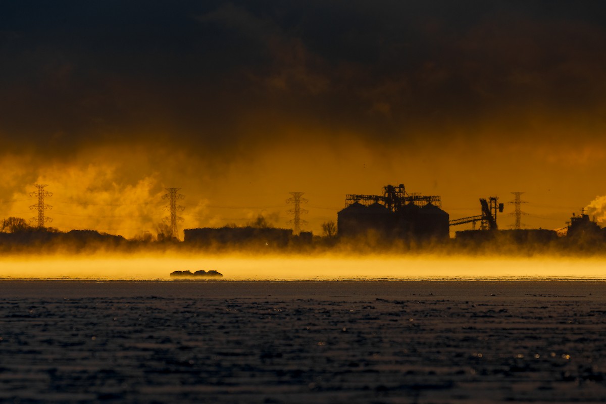 Trumpeter Swan - ML619267743