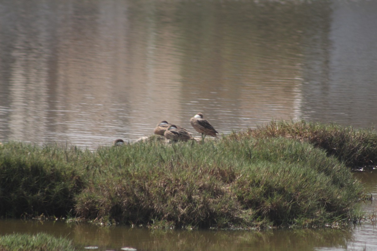 Ánade Gargantillo - ML619267744