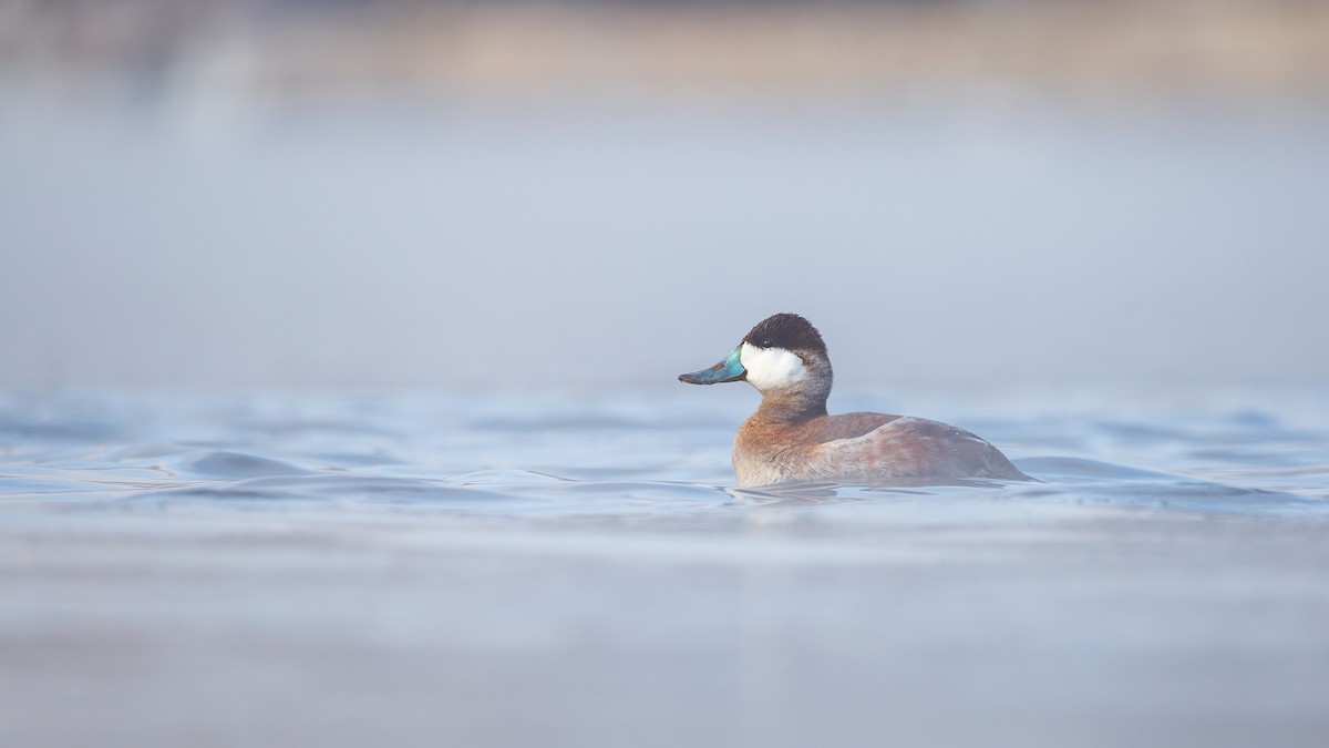 Ruddy Duck - ML619267748