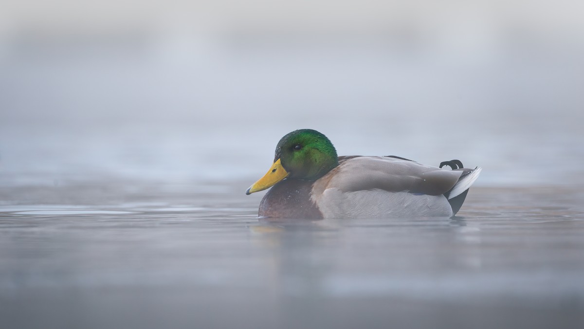 綠頭鴨 - ML619267750