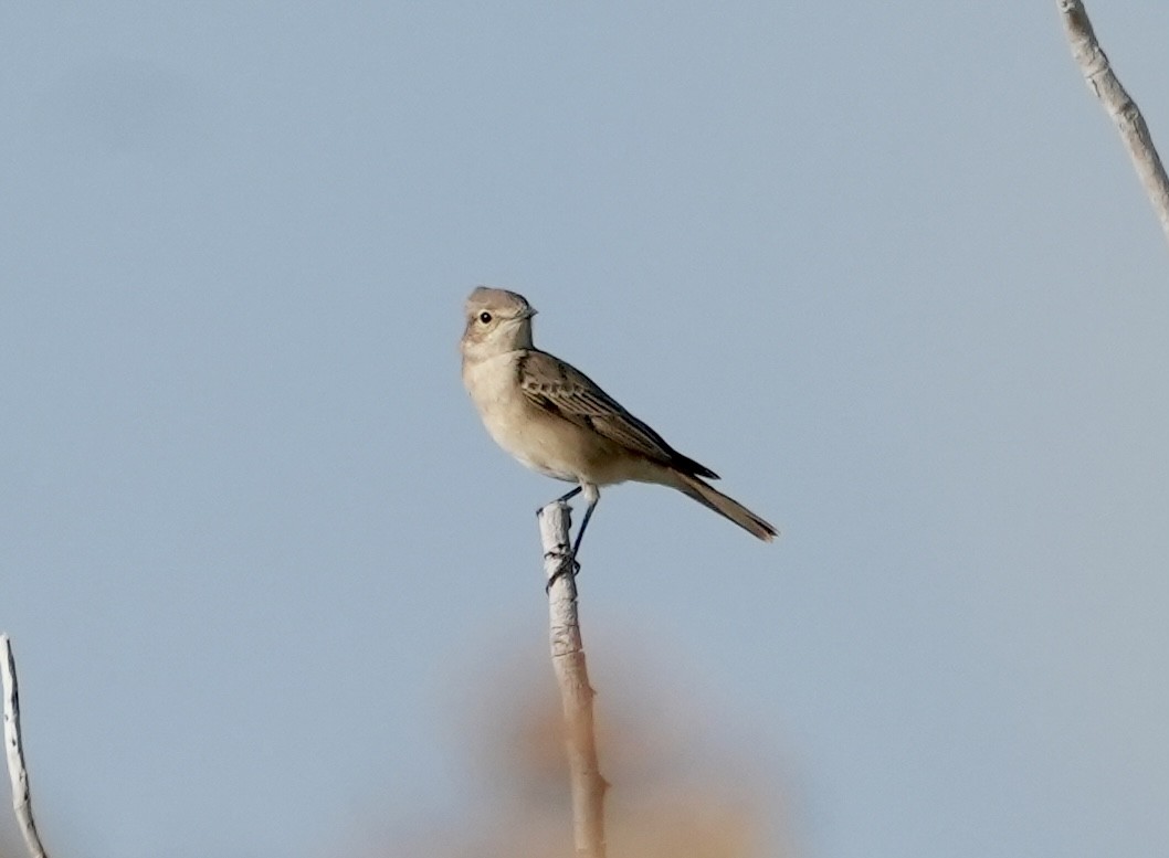 Chat Flycatcher - Anthony Schlencker