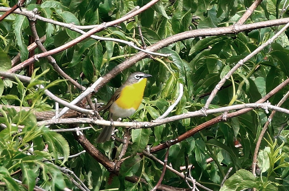 Yellow-breasted Chat - Mark  Ludwick