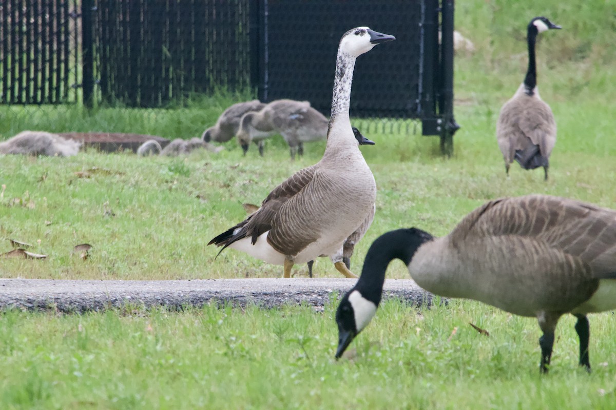 Domestic goose sp. x Canada Goose (hybrid) - Ben Walters