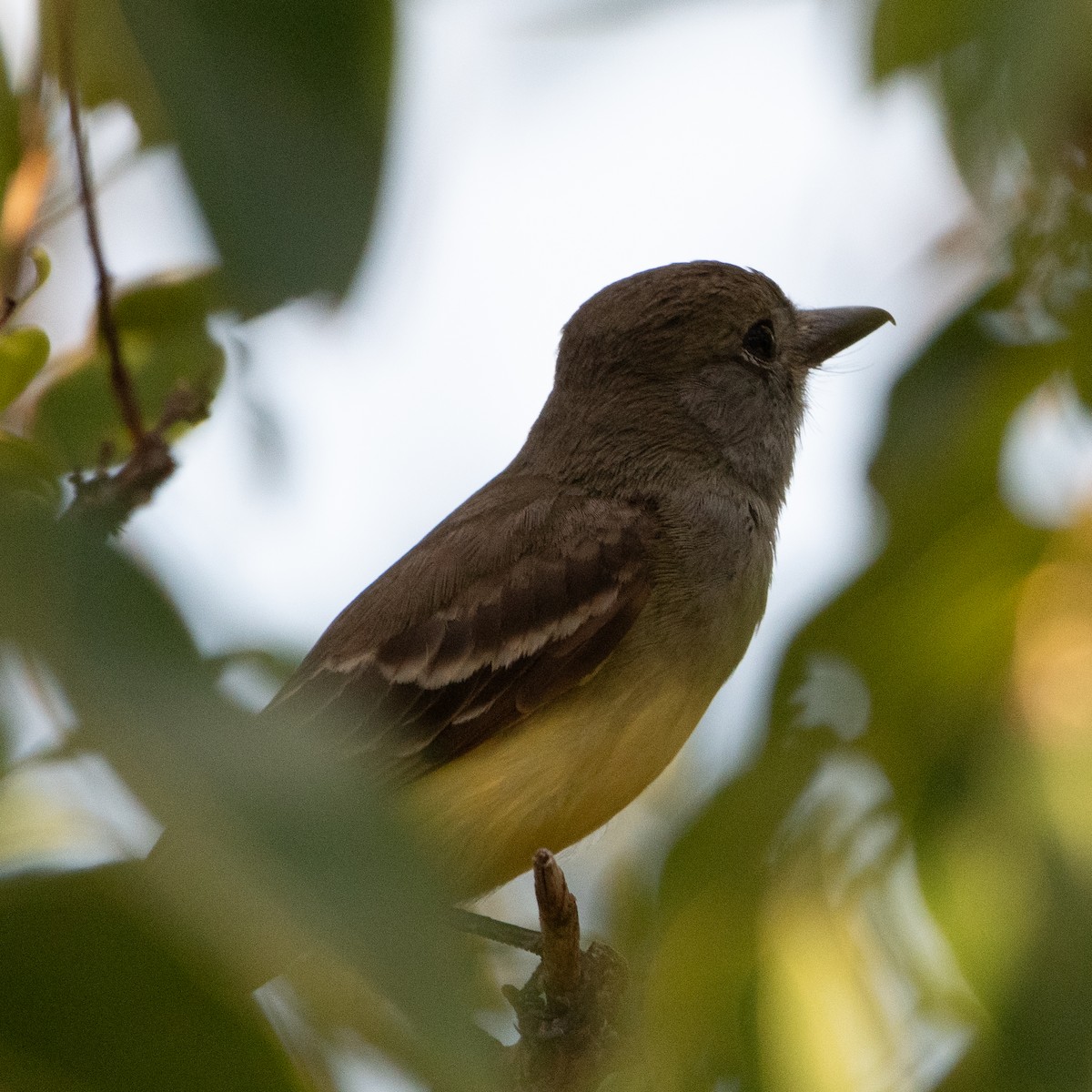 Great Crested Flycatcher - ML619267776