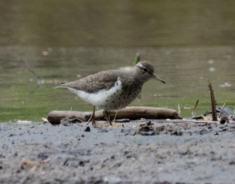 Spotted Sandpiper - Nathan Henault